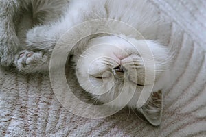 Face of a white little sleeping kitten