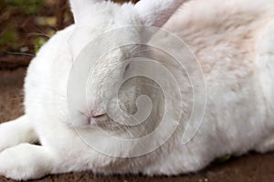 Face of a white, plump, furry rabbit. photo