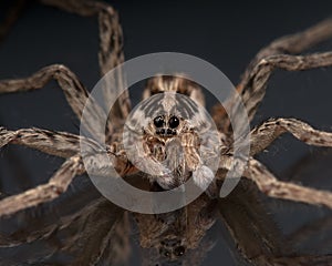 Face of a Wolf Spider