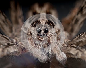 Face of a Wolf Spider