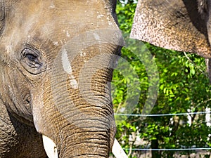 Face of a young Asian elephant bull