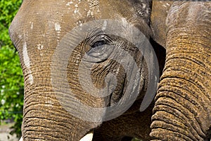 Face of a young Asian elephant bull