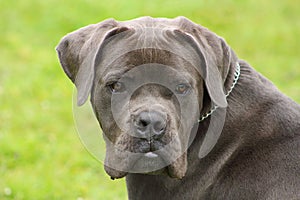 Face of a young blue cane corso dog with tender eyes