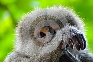 Face of a young male capuchin monkey