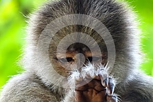 Face of a young male capuchin monkey