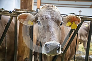 Face of young milk cow looking at you out of fence of cowshed inside a large dairy farm