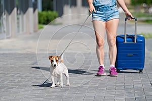 A faceless woman in shorts and sneakers is walking with luggage in hands and a puppy Jack Russell Terrier on a leash