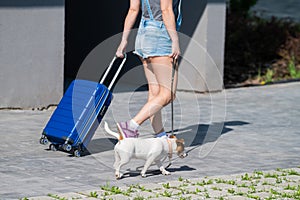 A faceless woman in shorts and sneakers is walking with luggage in hands and a puppy Jack Russell Terrier on a leash