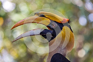 Faces of Bird Great Hornbill (Buceros bicornis) in a natural.