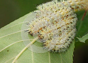 Faces of poisonous Io Moth caterpillars