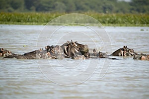 Faces of submerged school of Hippos in Lake Naivasha, Great Rift Valley, Kenya, Africa