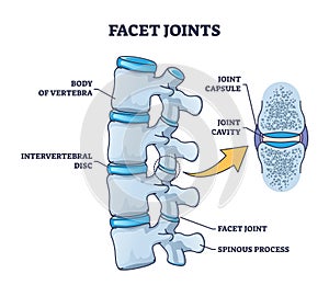 Facet joints anatomy with bone capsule and cavity closeup outline diagram