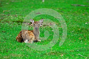 Facetoface with young deer