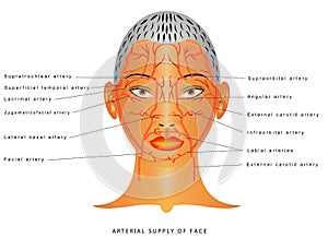 Facial arteries photo