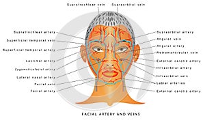 Facial artery and veins