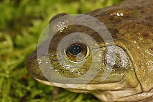 Facial closeup of the American Bullfrog , Rana catesbeiana in Oregon