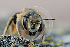 Facial closeup on a female Patchwork leafcutter bee, Megachile centuncularis