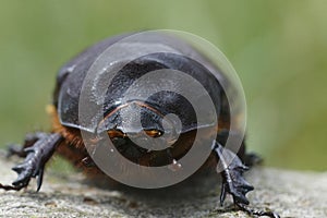 Facial closeup on a female of the rare European rhinoceros beetle, Oryctes nasicornis