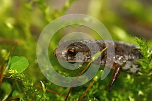 Facial closeup on a Foer - toed salamander, Hemidactylium scutatum