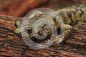 Facial closeup on a gorgeous colored adult Clouded salamander, Aneides ferreus in northern California