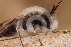 Facial closeup of a hairy male of the endangered dawn bee, Andrena nycthemera