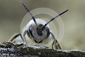 Facial closeup on a male Grey-gastered mining bee, Andrena tibialis
