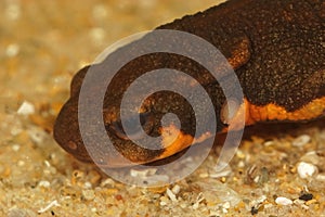 Facial closeup on a male Japenese fire-bellied newt, Cynops pyrrhogaster