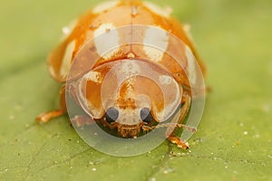 Facial closeup on an orange ladybird, Halyzia sedecimguttata, sitting on a leaf on a leaf