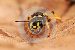 Facial closeup on a Sand Tailed Digger Wasp , Cerceris arenaria sitting on dried leaf