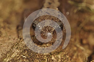 Facial closeup on a Siberian salamander, Salamandrella keyserlingii sitting on wood