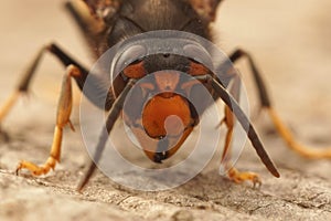 Facial closeup on a worker Asian long legged predatory hornet, Vespa velutina sitting on a piece of wood