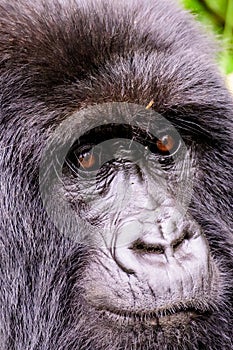 Facial expression of a female mountain gorilla