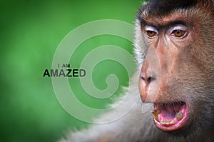 Facial Expression Monkeys Reflect Human Behavior