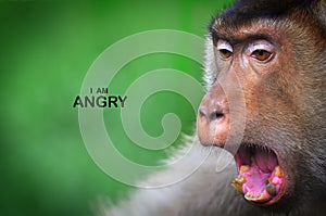 Facciale espressione scimmie pensare Uomo comportamento 