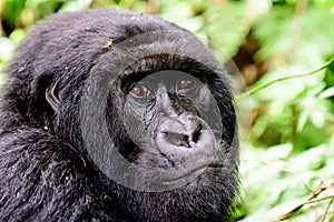 Facial expression of a mountain gorilla