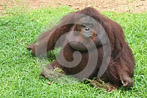 Facial expressions of Bornean orangutans