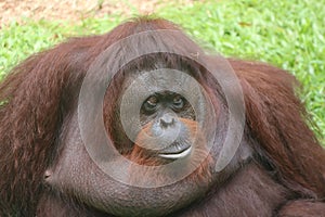 Facial expressions of Bornean orangutans