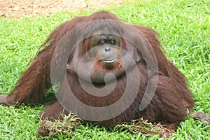 Facial expressions of Bornean orangutans