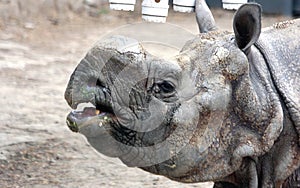 Facial features of Indian rhinoceros or greater one-horned rhinoceros