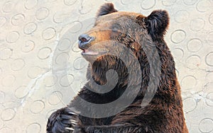 Facial features of Manchu brown bear or Hairy ear bear