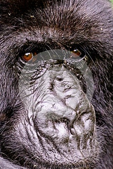 Facial features of a mountain gorilla