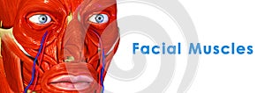 Facial Muscles