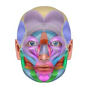 Facial muscles