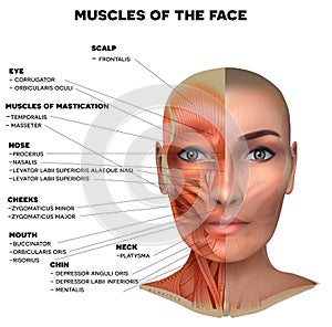 Facial muscles of the female