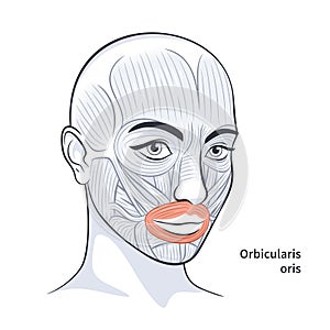 Female facial muscles detailed face anatomy vector illustration photo