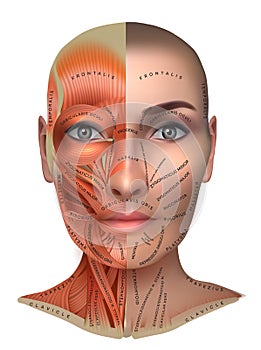 Facial Muscles structure