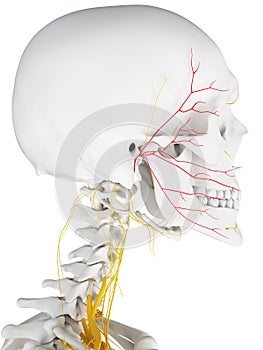 The facial nerve