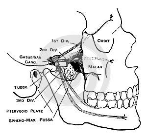 Facial Nerves, vintage illustration