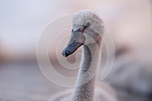 Facial Portrait of Cygnet