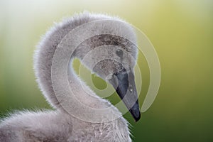 Facial Portrait of Fluffy Cygnet